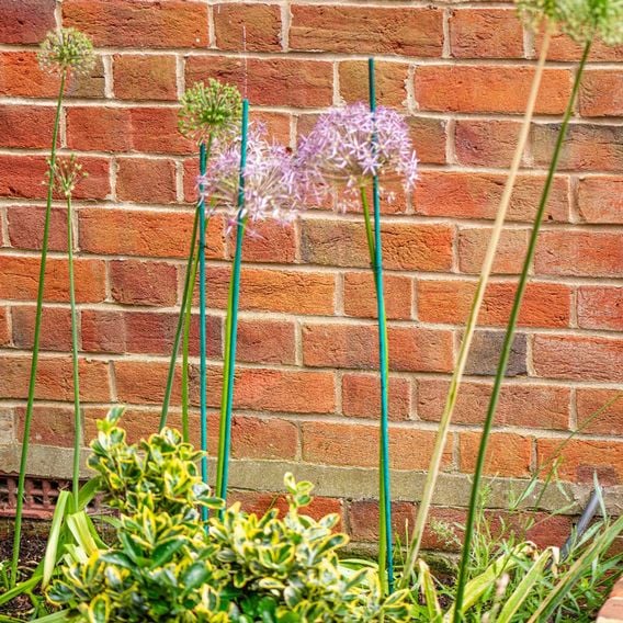 Garden Gear - Plant Canes