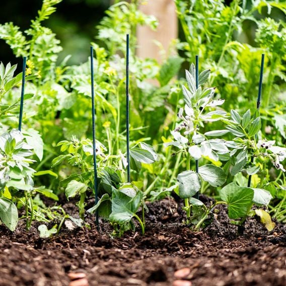Garden Gear - Plant Canes