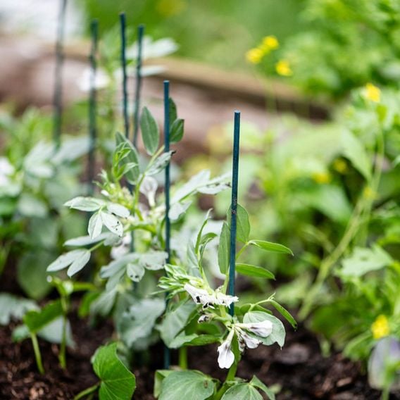 Garden Gear - Plant Canes