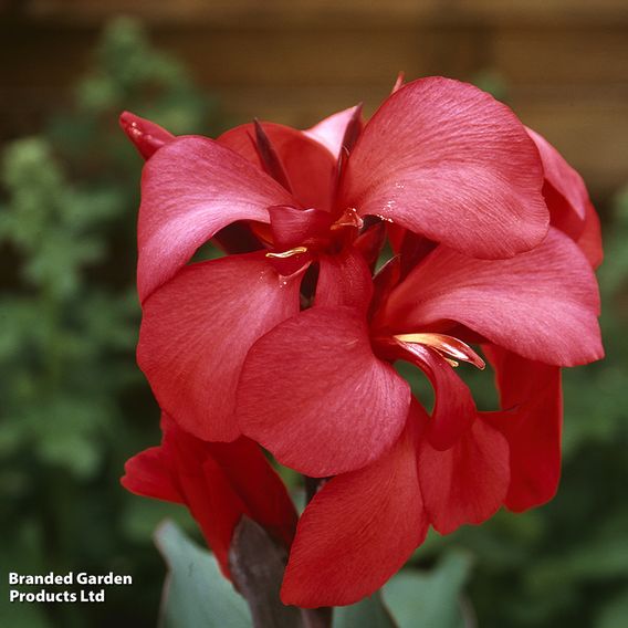Canna x generalis 'Cannova Rose'