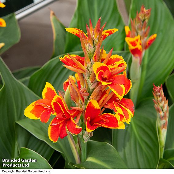 Canna 'Cannova Red Golden Flame'