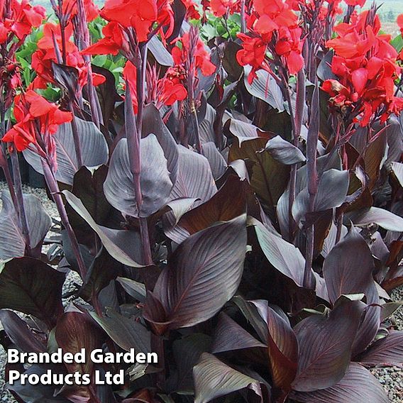 Canna 'Tropicanna Black'