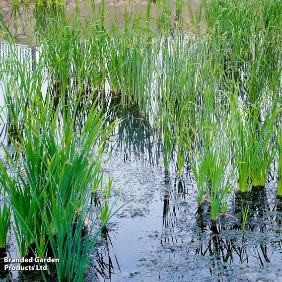 Carex acuta (Marginal Aquatic)