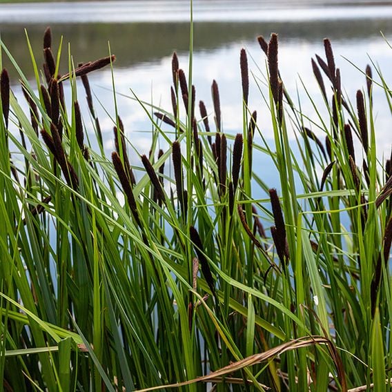 Carex acuta (Marginal Aquatic)