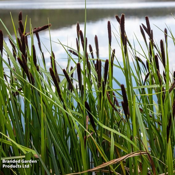 Carex acuta (Marginal Aquatic)