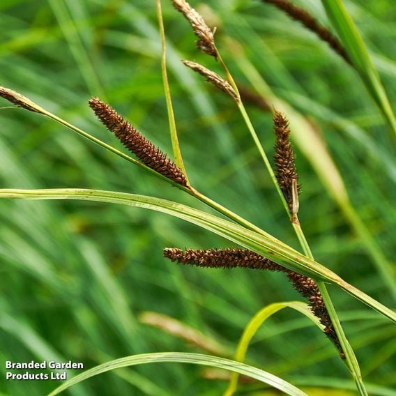 Carex acuta (Marginal Aquatic)