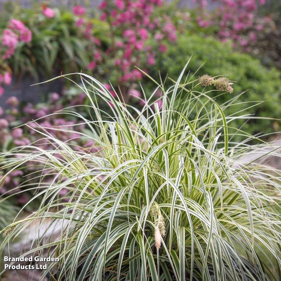 Carex 'Feather Falls'
