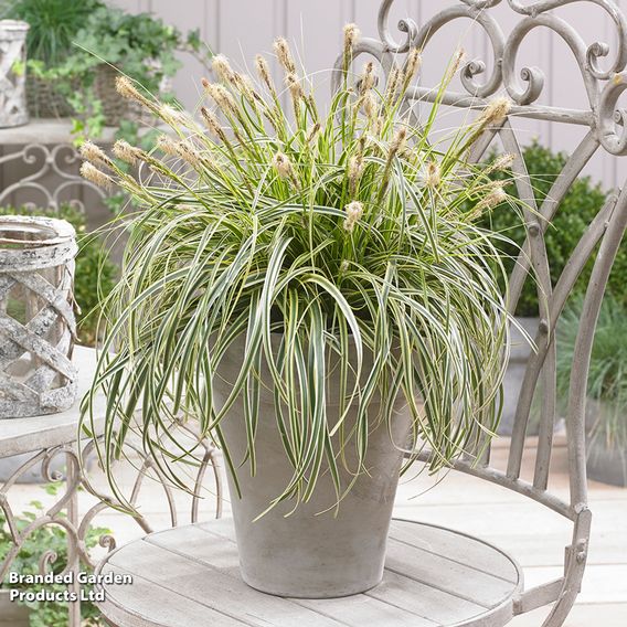 Carex 'Feather Falls'