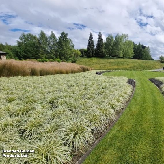 Carex 'Feather Falls'