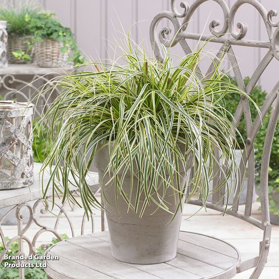 Carex 'Feather Falls'