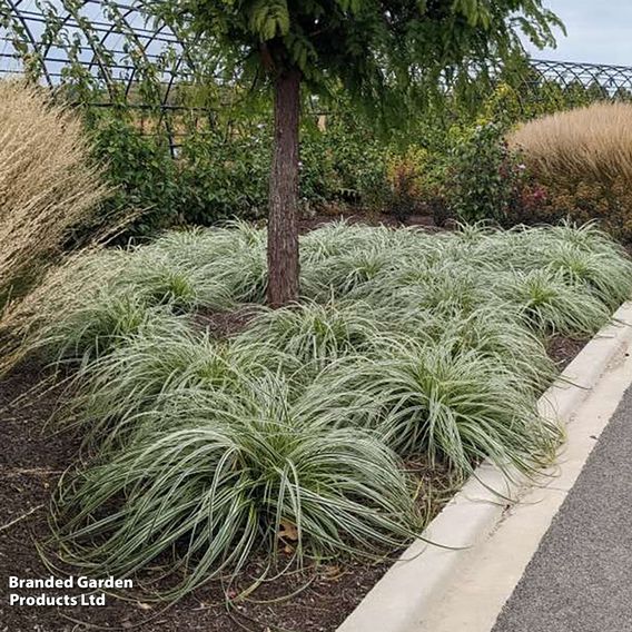 Carex 'Feather Falls'