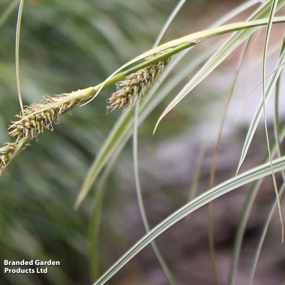 Carex 'Feather Falls'