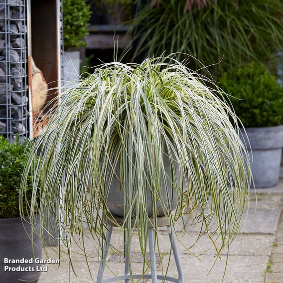 Carex 'Feather Falls'