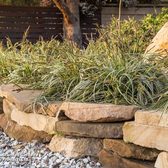 Carex 'Feather Falls'