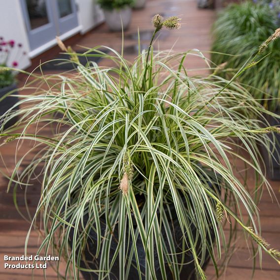 Carex 'Feather Falls'