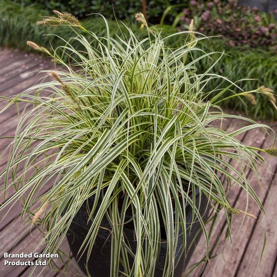 Carex 'Feather Falls'