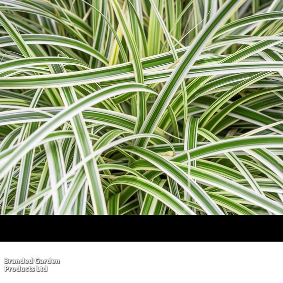 Carex 'Feather Falls'
