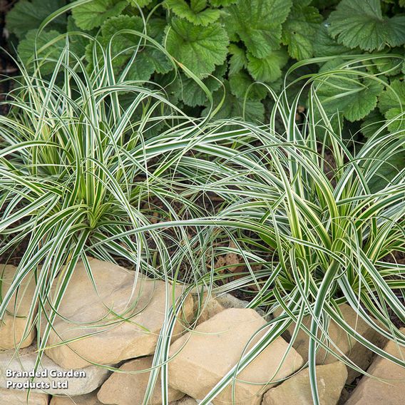 Carex 'Feather Falls'