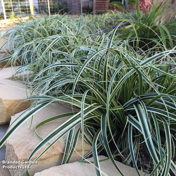 Carex 'Feather Falls'