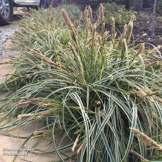 Carex 'Feather Falls'