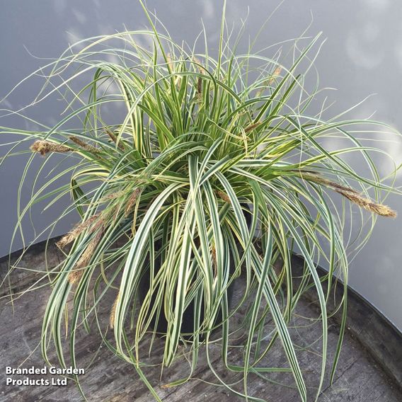 Carex 'Feather Falls'