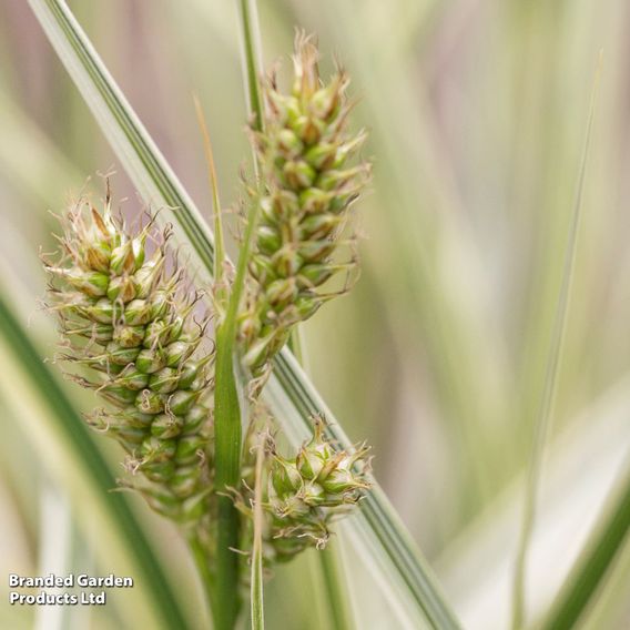 Carex 'Feather Falls'