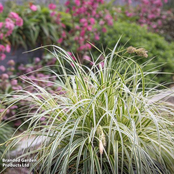 Carex 'Feather Falls'