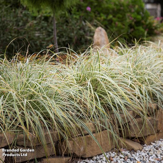 Carex 'Feather Falls'