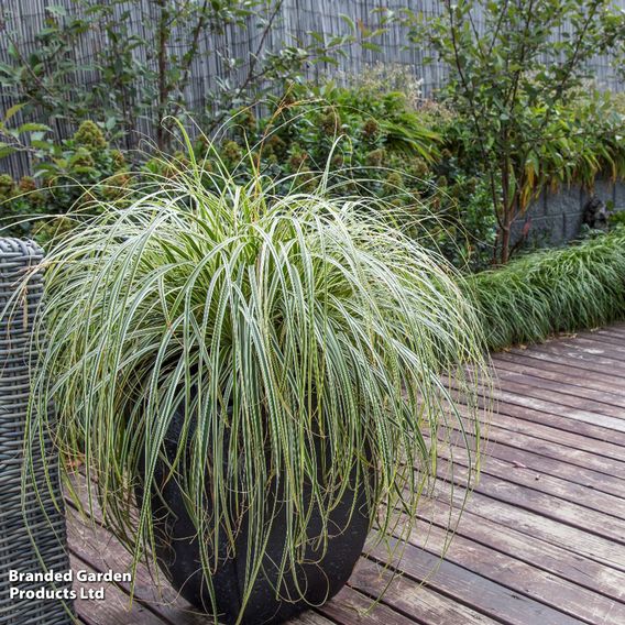 Carex 'Feather Falls'