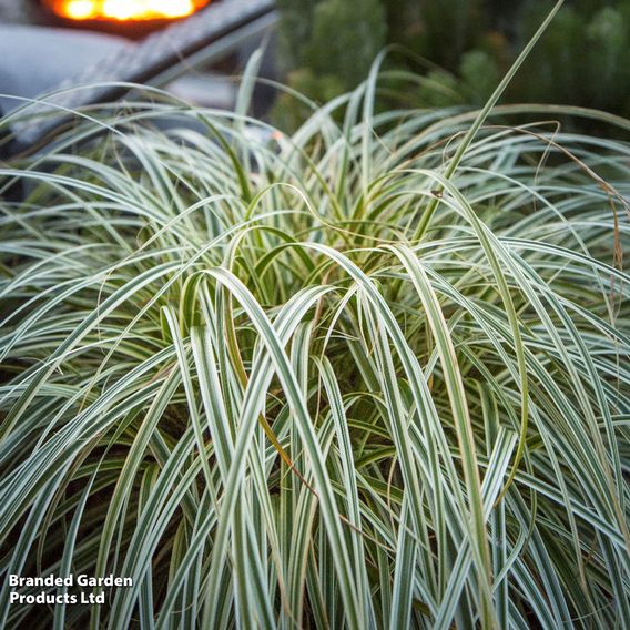 Carex 'Feather Falls'
