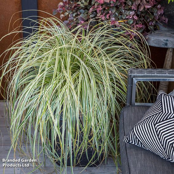 Carex 'Feather Falls'