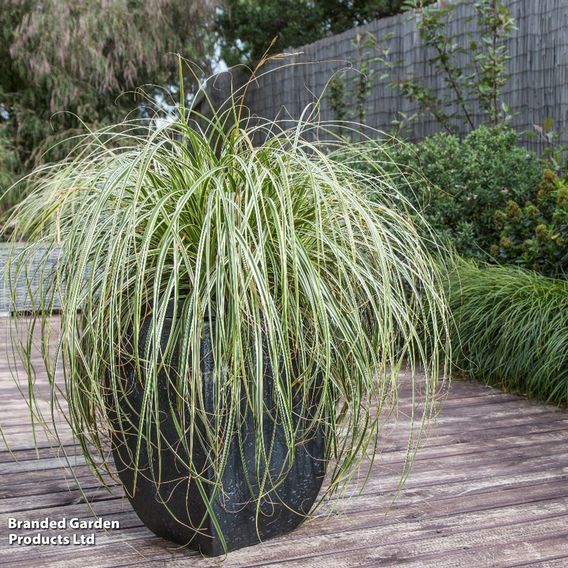 Carex 'Feather Falls'