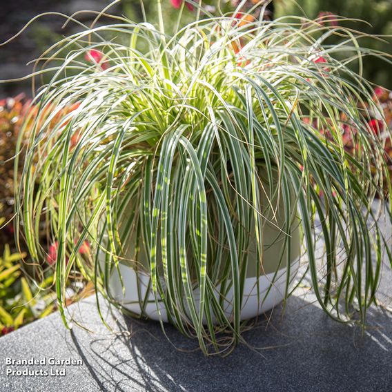 Carex 'Feather Falls'