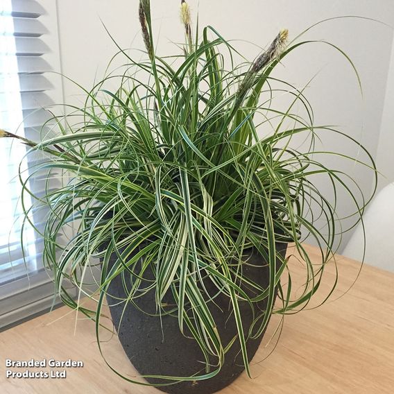 Carex 'Feather Falls'