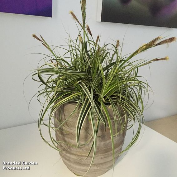 Carex 'Feather Falls'