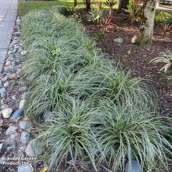 Carex 'Feather Falls'