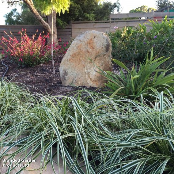 Carex 'Feather Falls'