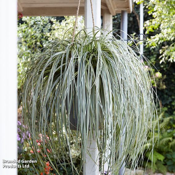 Carex 'Feather Falls'