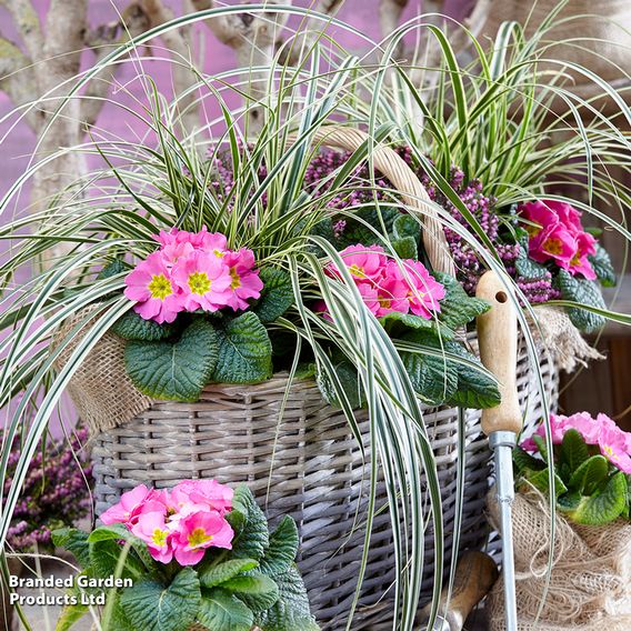 Carex 'Feather Falls'
