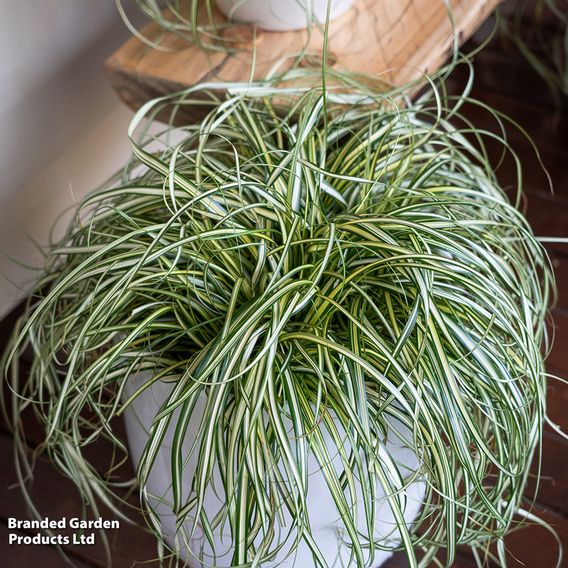 Carex 'Moon Falls'