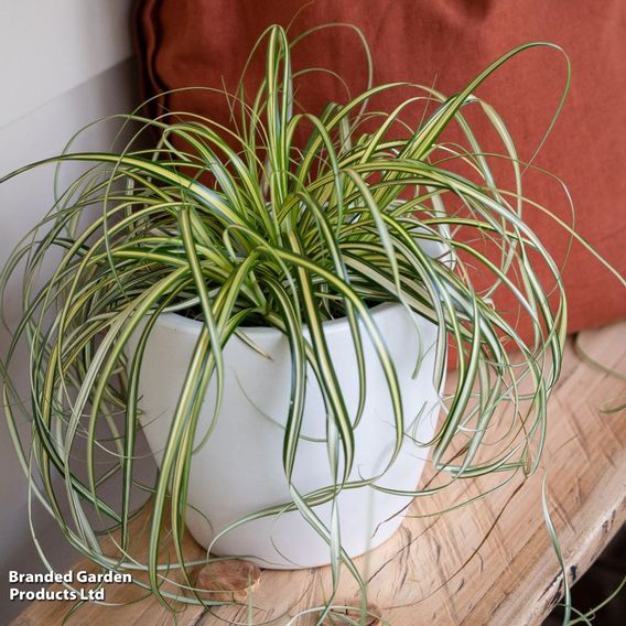 Carex 'Moon Falls'