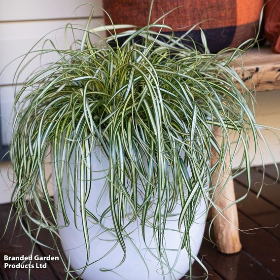 Carex 'Moon Falls'