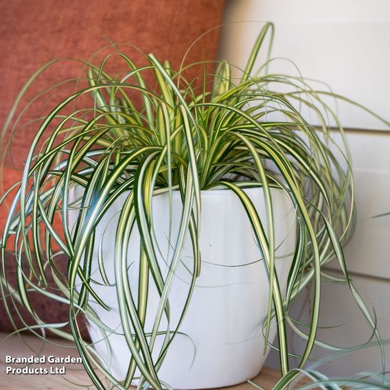 Carex 'Moon Falls'