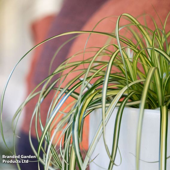 Carex 'Moon Falls'