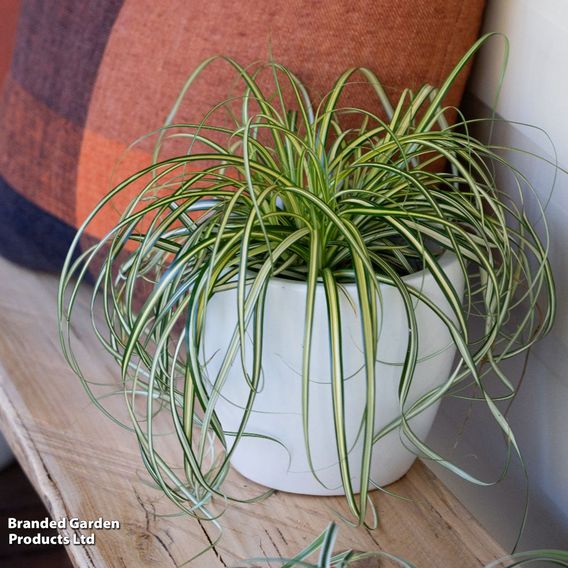 Carex 'Moon Falls'