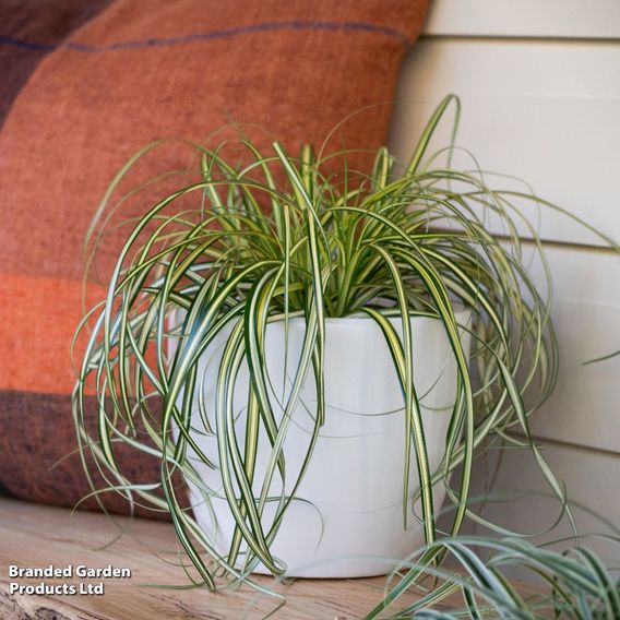 Carex 'Moon Falls'