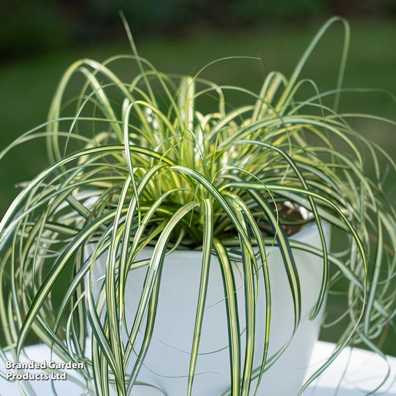 Carex 'Moon Falls'