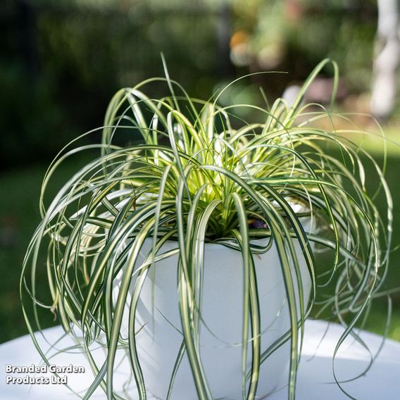 Carex 'Moon Falls'