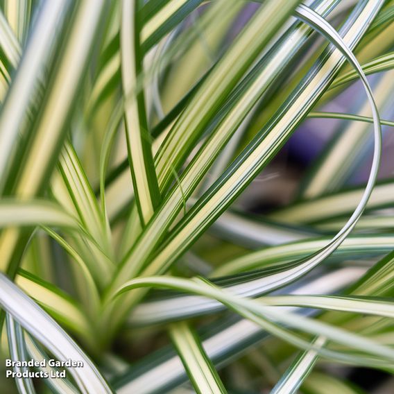 Carex 'Moon Falls'
