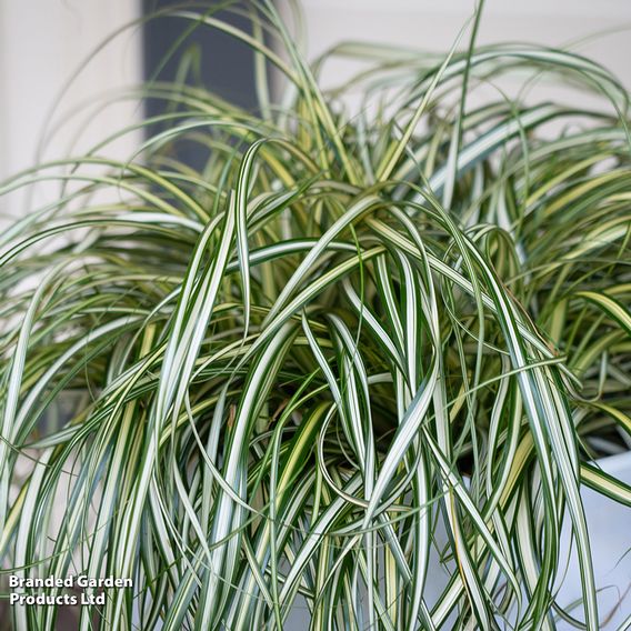 Carex 'Moon Falls'